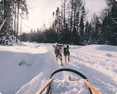 chiens-traineaux-neige