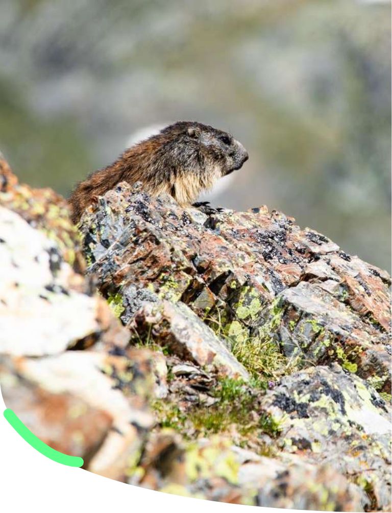 Balade aux marmottes avec Caminando