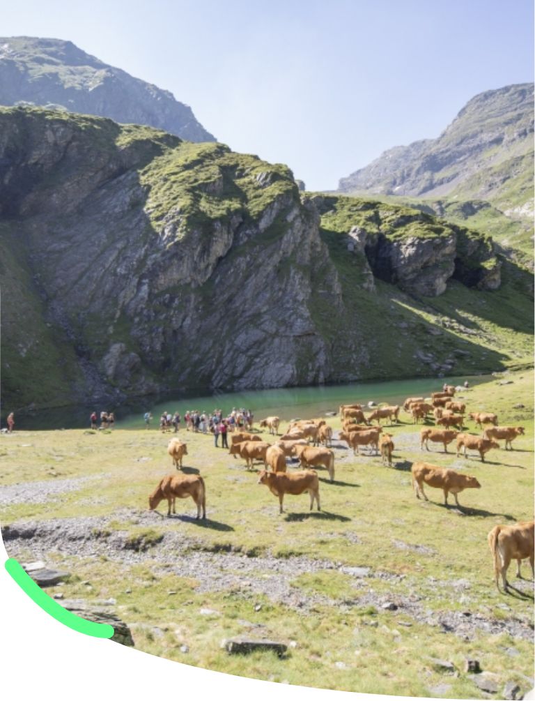 Balade transhumance à Piau Engaly