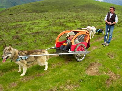 Sorties Chiens de traineaux - été