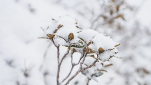 nature-neige