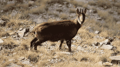 Isard aperçu en randonnée dans les Pyrénées