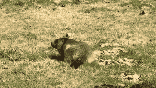 Marmotte aperçu en randonnée dans les Pyrénées