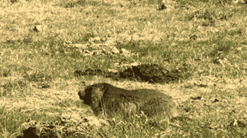 Marmotte dans les Pyrénées