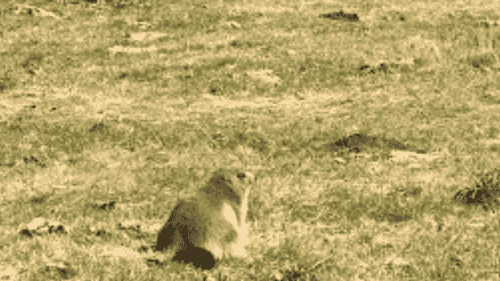 Marmotte en randonnée dans les Pyrénées
