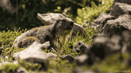 Marmotte des Pyrénées durant une randonnée