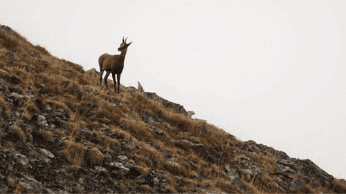 Isard sur une pente des Pyrénées orientales au lever du jour