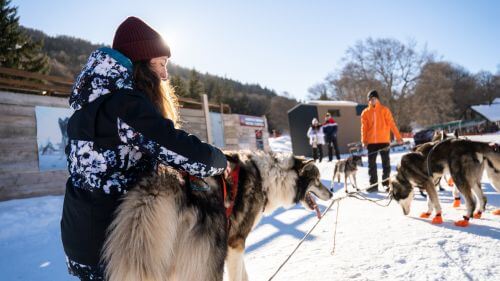 chiens-traineaux-pyrenees
