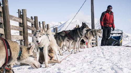 musher-chiens-traineaux