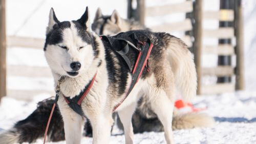 husky-hiver-pyrenees