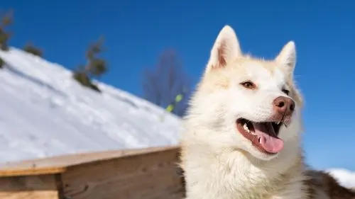 chien-montagne-station-pyrenees
