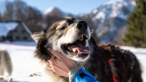 hebergement-chien-montagne