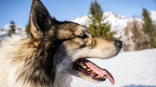 chien-neige-pyrenees
