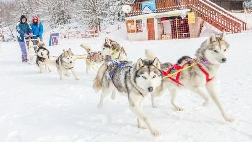 chien-activite-montagne-station-ski
