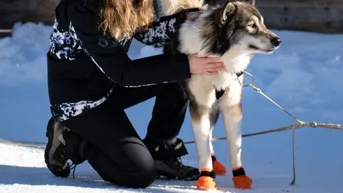 protection-chien-neige-montagne