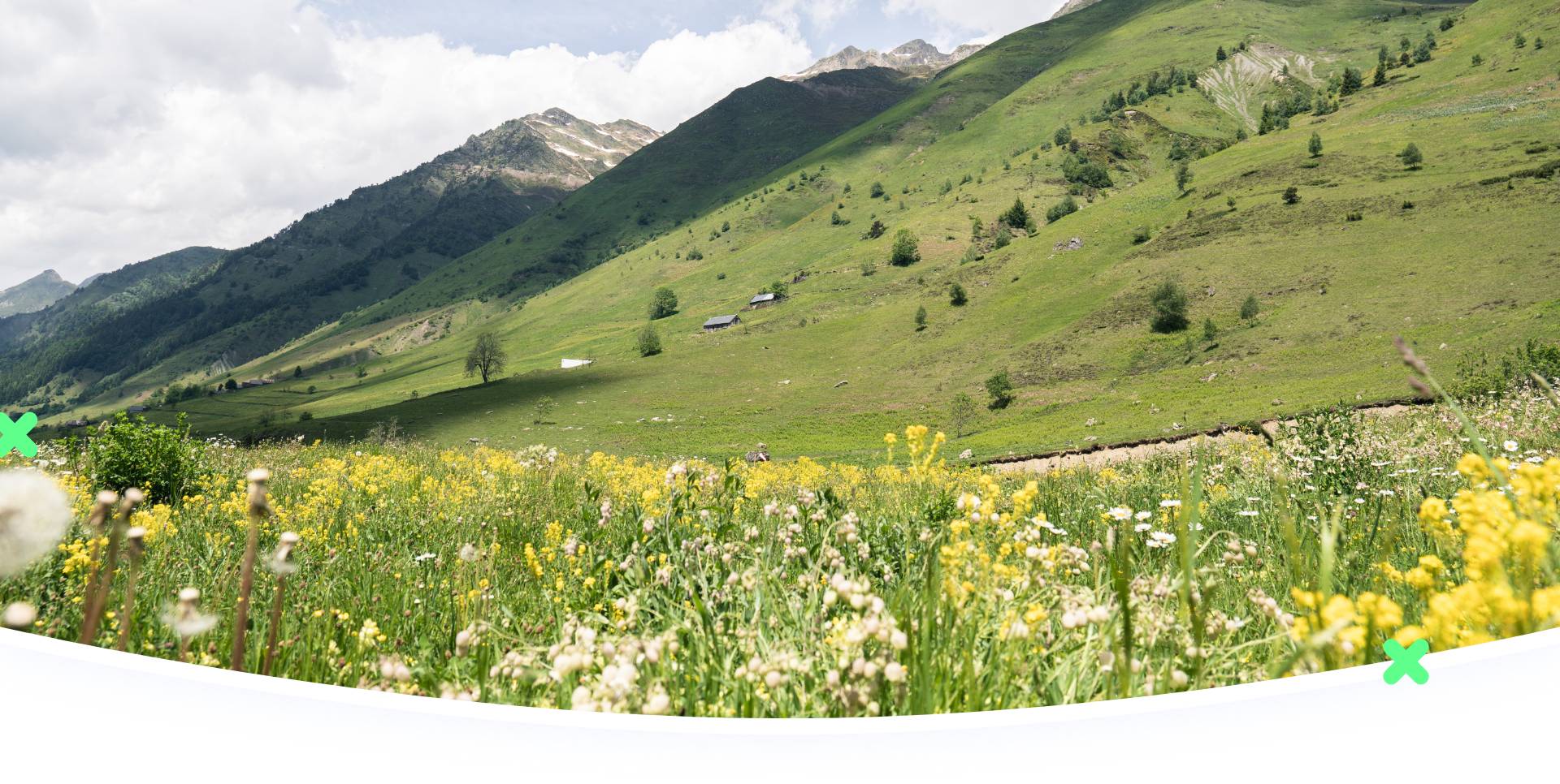 Tout savoir sur les Fleurs des Pyrénées !