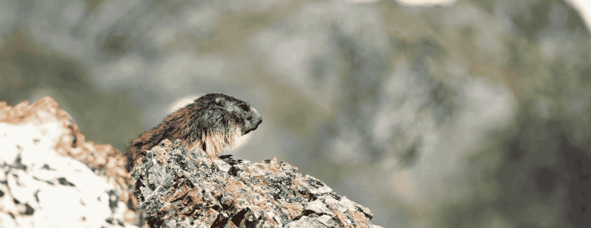 Où voir des marmottes dans les Pyrénées ? Guide complet