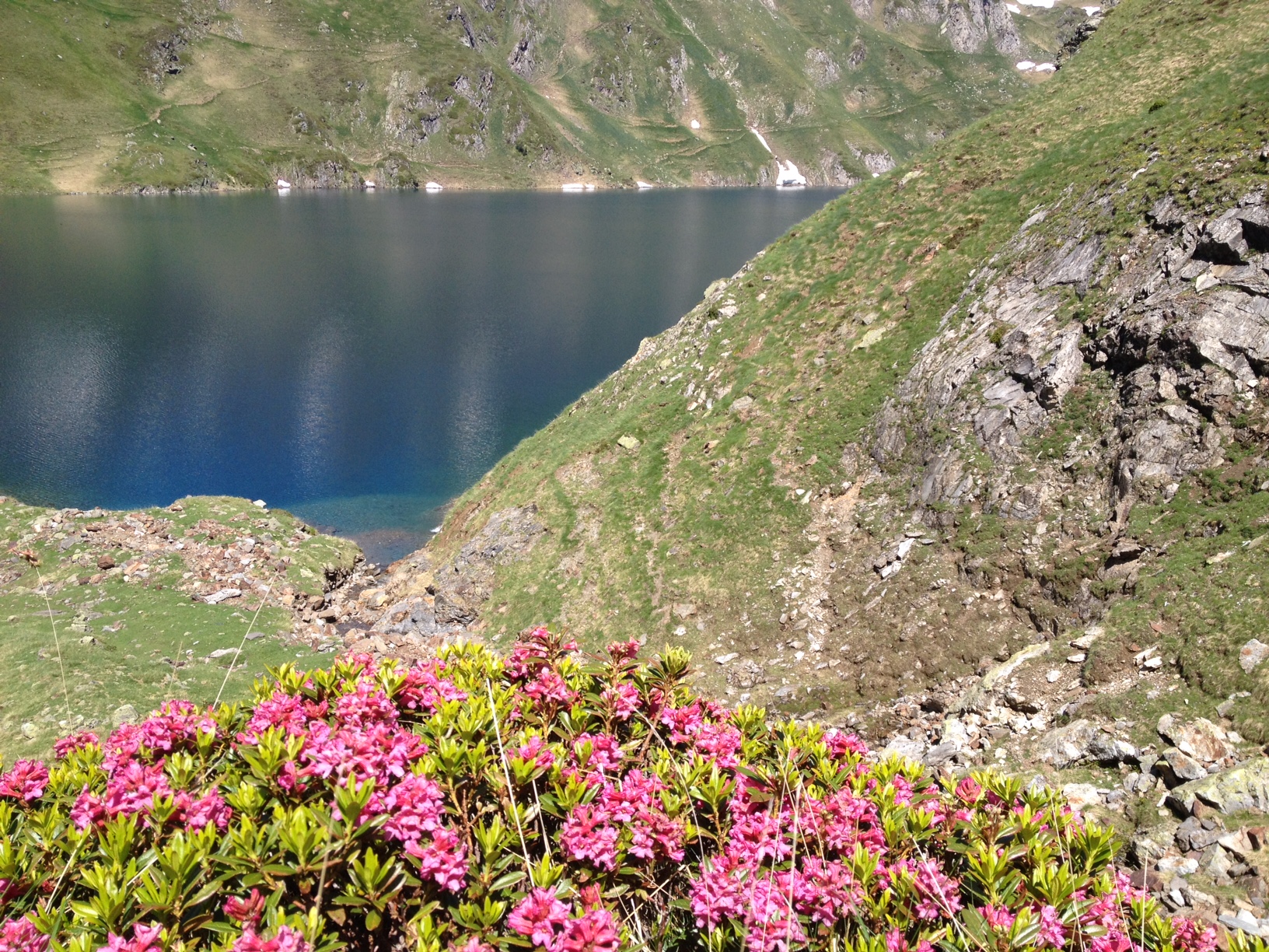 vegetation des pyrenees vegetation des pyrenees