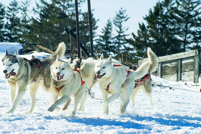 Chiens de Traineau - Espace Nordique de La Pierre Saint Martin Chiens de Traineau - Espace Nordique de La Pierre Saint Martin
