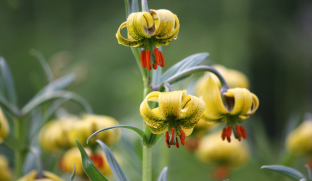 fleurs des pyrenees