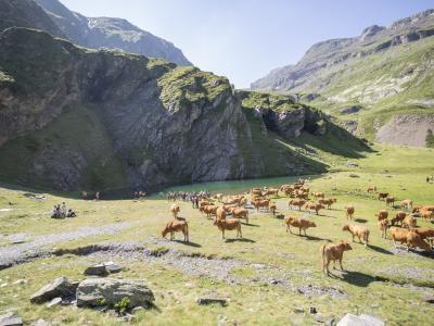 Balade transhumance à Piau Engaly 01