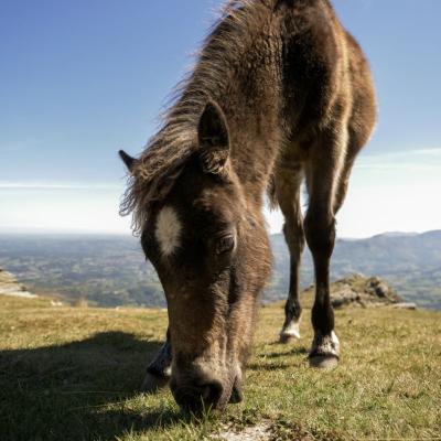 Cheval La Rhune