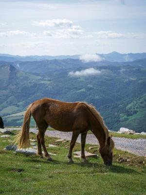 Cheval La Rhune